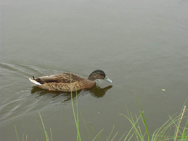 0723zaansch2