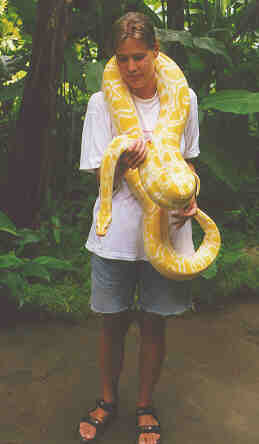 albino python