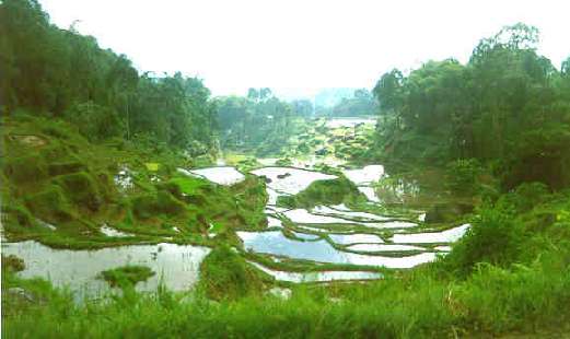 Rice terraces